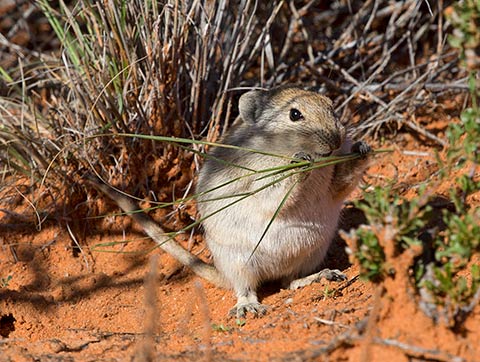 Brants whistling rat